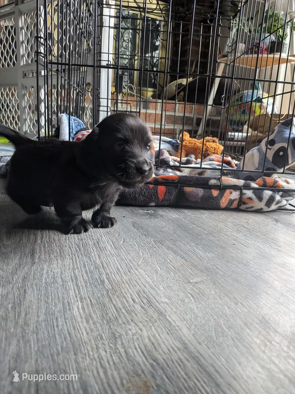 Guinness black long hair AKC – Miniature Dachshund puppy for sale in Lansing, KS