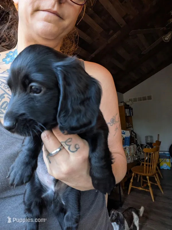 Guinness black long hair AKC – Miniature Dachshund puppy for sale in Lansing, KS