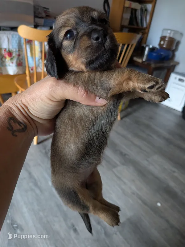 Milka long brown and tan AKC – Miniature Dachshund puppy for sale in Lansing, KS