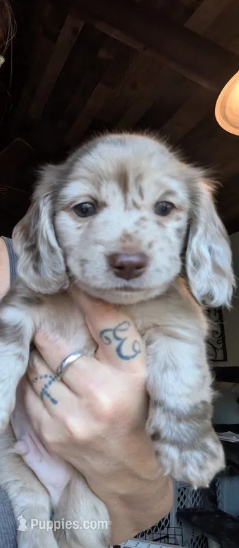 Fawn Isabella chocolate dapple AKC – Miniature Dachshund puppy for sale in Lansing, KS