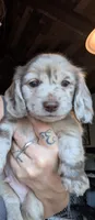 Fawn Isabella chocolate dapple AKC, a male Miniature Dachshund for sale in Lansing, KS – 1 of 7