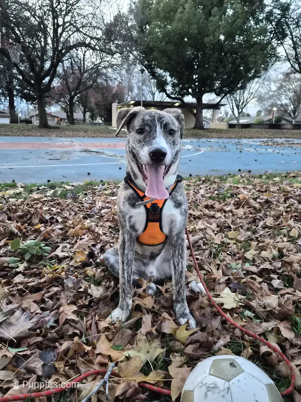 Rainy – American Bully, Alaskan Husky puppy for sale in Modesto, CA
