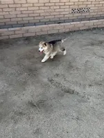 Charlie, a male Siberian Husky for sale in Bakersfield, CA – Photo 2 of 2