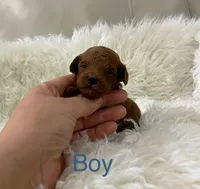 Tiny Red Poodle , a male Poodle - Toy  for sale in Houston, TX – 8 of 10