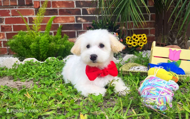 Luke – Maltipoo puppy for sale in Houston, TX