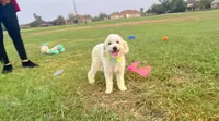 Bubbles , a male Maltipoo for sale in Houston, TX – 4 of 4