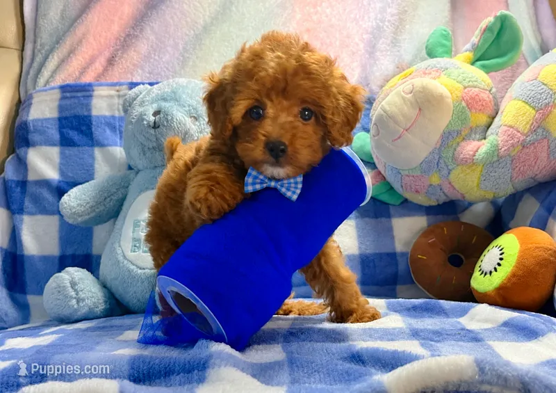 Romeo  – Poodle - Toy  puppy for sale in Houston, TX