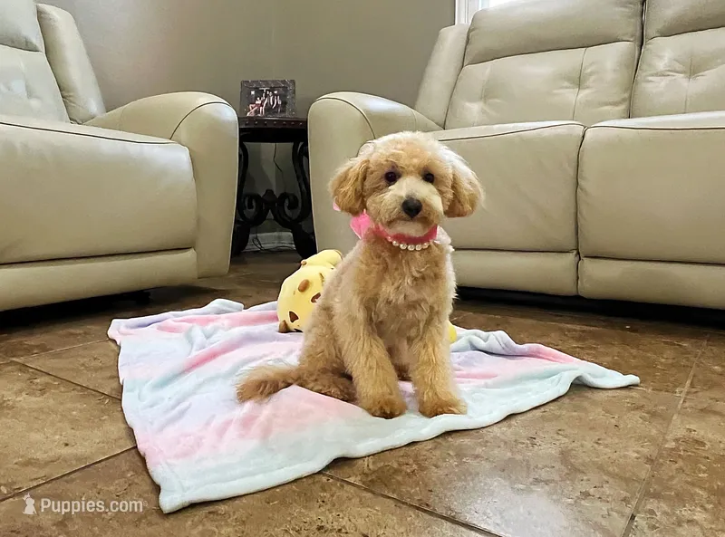 Aurora – Maltipoo puppy for sale in Houston, TX