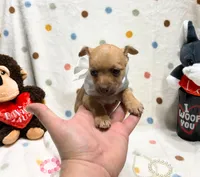 Lola, a female Chihuahua for sale in Houston, TX – Photo 3 of 4