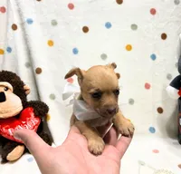 Lola, a female Chihuahua for sale in Houston, TX – Photo 1 of 4