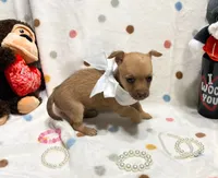Lola, a female Chihuahua for sale in Houston, TX – Photo 2 of 4