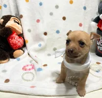 Lola, a female Chihuahua for sale in Houston, TX – Photo 4 of 4