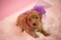 Goldie, a female Maltipoo for sale in Houston, TX – Photo 4 of 4