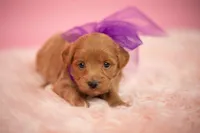 Goldie, a female Maltipoo for sale in Houston, TX – Photo 1 of 4