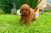 Jack, a male Poodle - Toy  for sale in Houston, TX – Photo 3 of 7