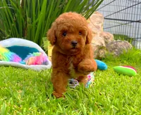 Jack, a male Poodle - Toy  for sale in Houston, TX – Photo 2 of 7