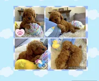 Jack, a male Poodle - Toy  for sale in Houston, TX – Photo 7 of 7