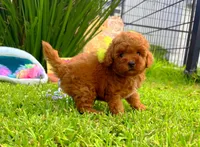 Jack, a male Poodle - Toy  for sale in Houston, TX – Photo 5 of 7