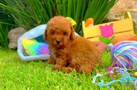 Jack, a male Poodle - Toy  for sale in Houston, TX – Photo 4 of 7