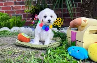Bubbles 🫧 , a male Maltipoo for sale in Houston, TX – 6 of 6