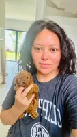 Red Toy Poodles!! , a female Poodle - Toy  for sale in Houston, TX – 5 of 9