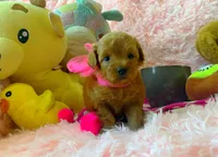 Ruby, a female Maltipoo for sale in Houston, TX – 3 of 4