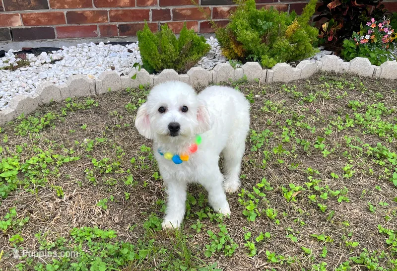 Bubbles  – Maltipoo puppy for sale in Houston, TX