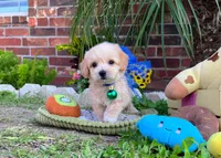 Peanut 🥜 , a male Maltipoo for sale in Houston, TX – 1 of 5