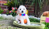 Bubbles 🫧 , a male Maltipoo for sale in Houston, TX – 2 of 6