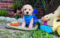 Gucci, a male Maltipoo for sale in Houston, TX – 4 of 4