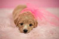 Belle, a female Maltipoo for sale in Houston, TX – Photo 1 of 4