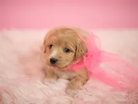 Belle, a female Maltipoo for sale in Houston, TX – Photo 3 of 4