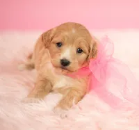 Belle, a female Maltipoo for sale in Houston, TX – Photo 4 of 4