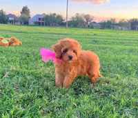 Ruby, a female Maltipoo for sale in Houston, TX – 2 of 3