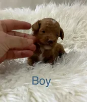 Tiny Red Poodle , a male Poodle - Toy  for sale in Houston, TX – 7 of 10