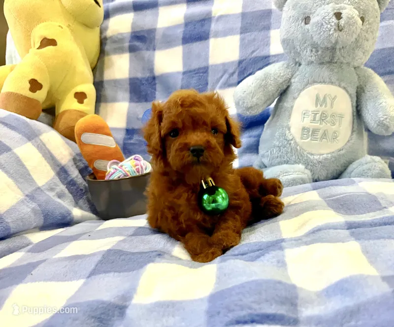 Teddy  – Poodle - Toy  puppy for sale in Houston, TX