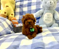 Teddy , a male Poodle - Toy  for sale in Houston, TX – 1 of 4