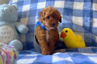 Romeo , a male Poodle - Toy  for sale in Houston, TX – 3 of 4