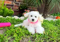 Princess, a female Maltipoo for sale in Houston, TX – 2 of 4