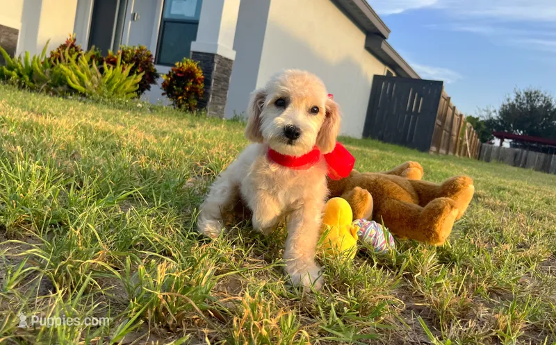 Peanut  – Maltipoo puppy for sale in Houston, TX