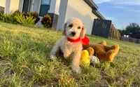 Peanut , a male Maltipoo for sale in Houston, TX – 2 of 7