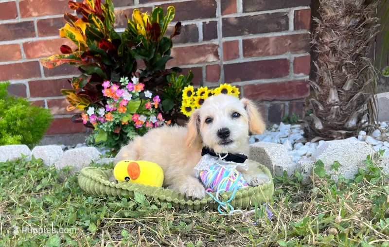 Peanut 🥜  – Maltipoo puppy for sale in Houston, TX