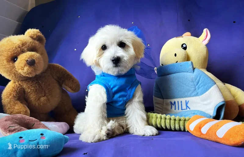 Bubbles 🫧  – Maltipoo puppy for sale in Houston, TX