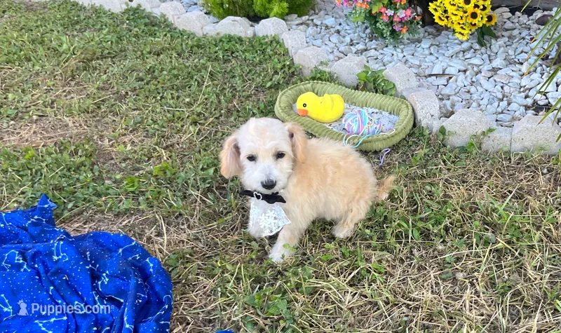 Peanut  – Maltipoo puppy for sale in Houston, TX