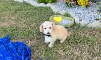 Peanut , a male Maltipoo for sale in Houston, TX – 4 of 6