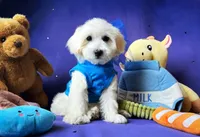 Bubbles 🫧 , a male Maltipoo for sale in Houston, TX – 5 of 6