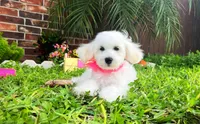 Princess, a female Maltipoo for sale in Houston, TX – 3 of 4