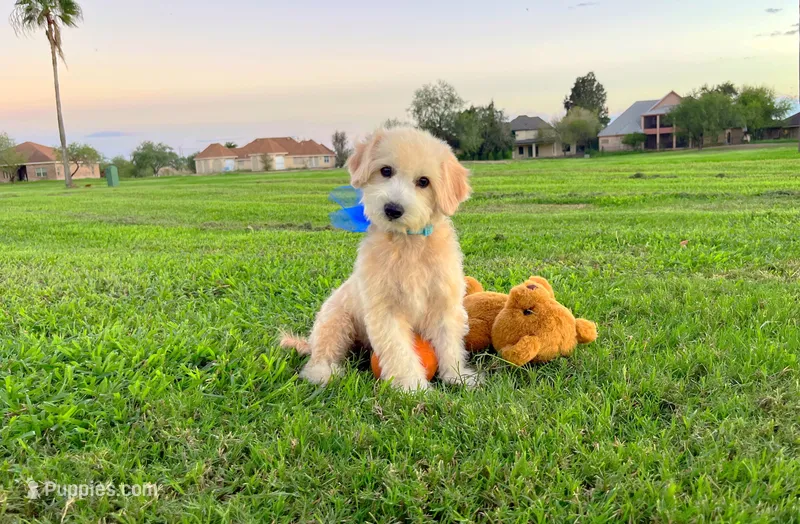 Peanut  – Maltipoo puppy for sale in Houston, TX