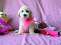 Coco Chanel, a female Maltipoo for sale in Houston, TX – 2 of 5