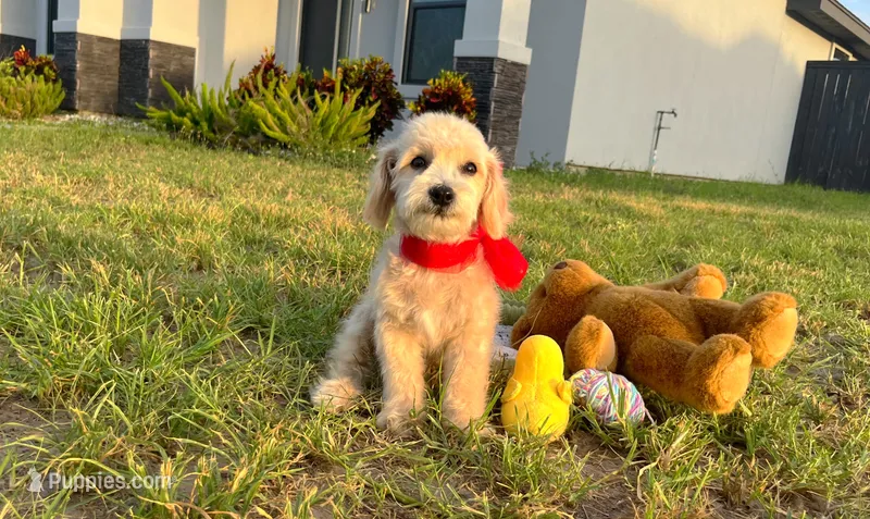 Peanut  – Maltipoo puppy for sale in Houston, TX